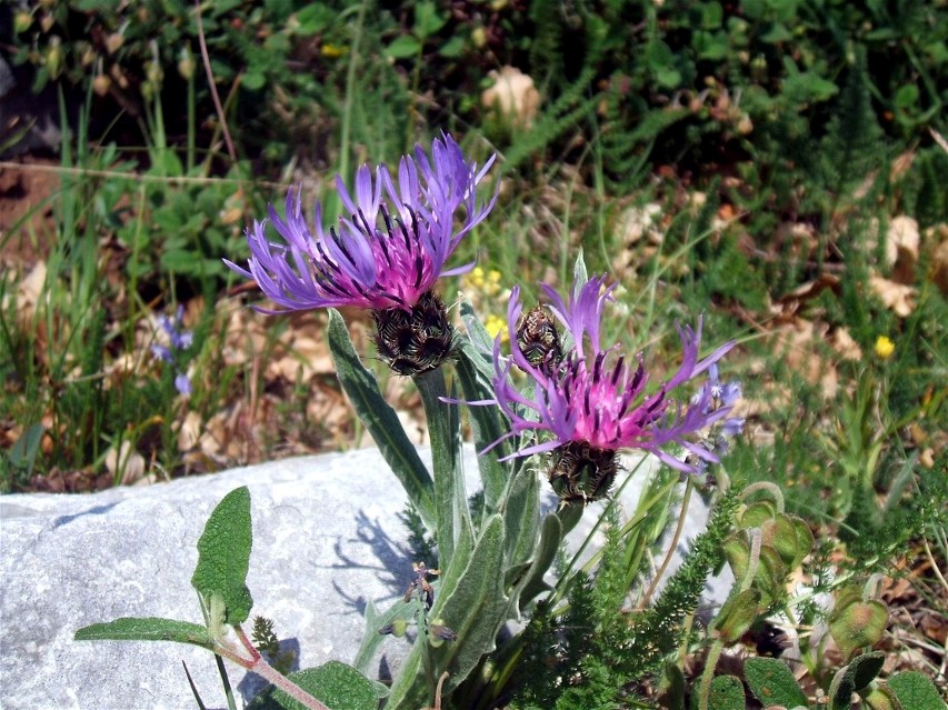 I colori del Gargano